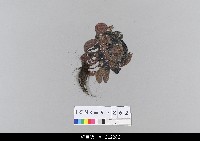 藏品(中國湖北皮影戲偶頭-生)的圖片